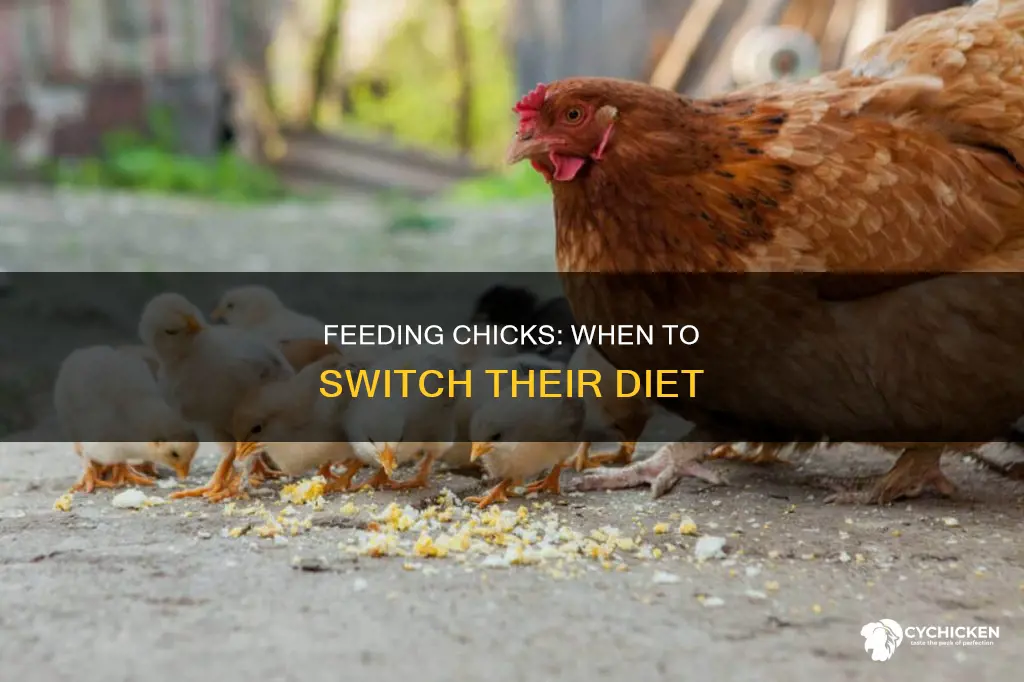 what age for your chicks do you switch food