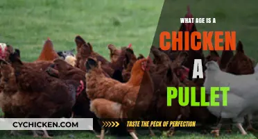 Understanding Chicken Ages: When Does a Pullet Become an Adult?