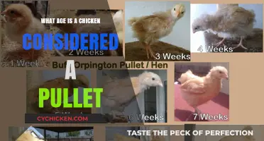 When Does a Chicken Become a Pullet: Age Explained