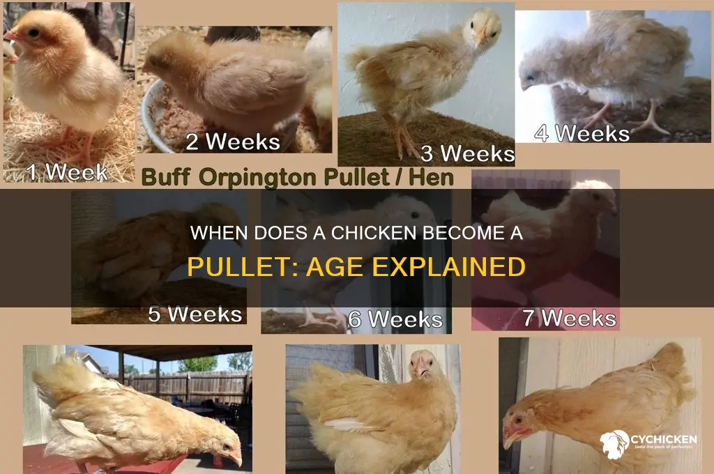 what age is a chicken considered a pullet