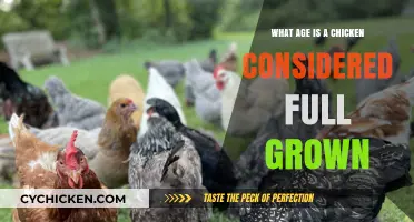 When Do Chickens Reach Full Maturity: Age and Growth Insights