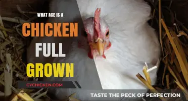 When Do Chickens Reach Full Size: A Growth Timeline