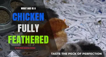When Do Chickens Fully Feather? A Complete Age Guide