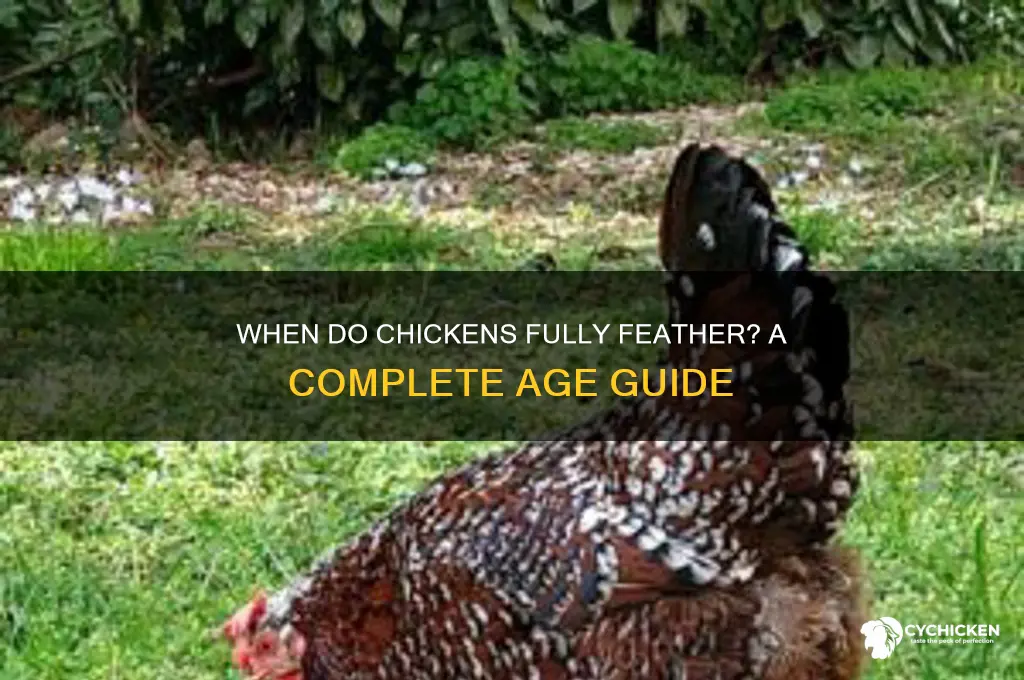 what age is a chicken fully feathered