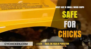 Wood Chips for Chicks: What Age Is Safe?