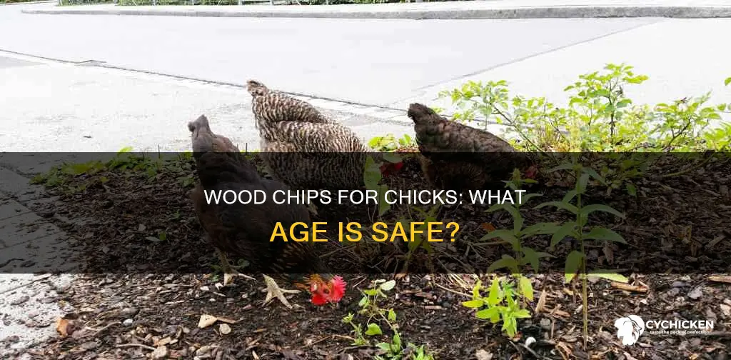 what age is small wood chips safe for chicks