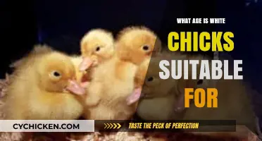 White Chicks: Appropriate Age for This Comedy Classic Explored