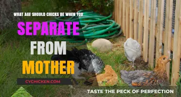 Separating Chicks: The Right Age to Leave the Nest