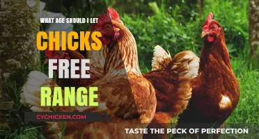 When to Let Chicks Free Range: A Guide for Poultry Owners