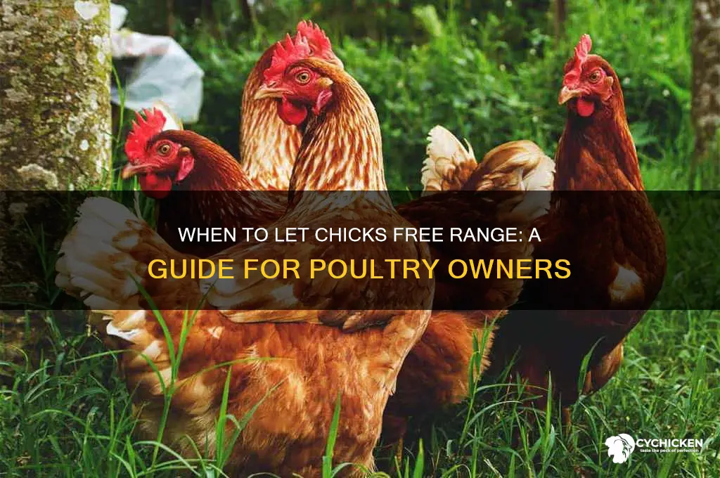 what age should i let chicks free range