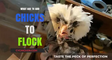 When to Introduce Chicks: Timing for a Smooth Flock Integration