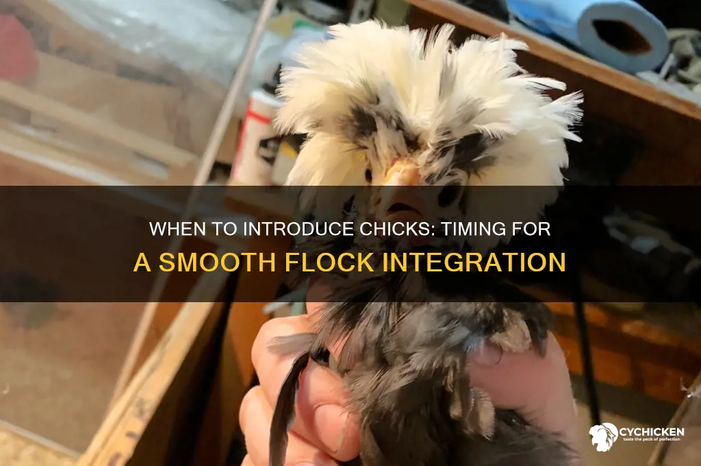 what age to add chicks to flock