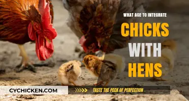 When Can Chicks Join Hens? A Guide to Flock Integration