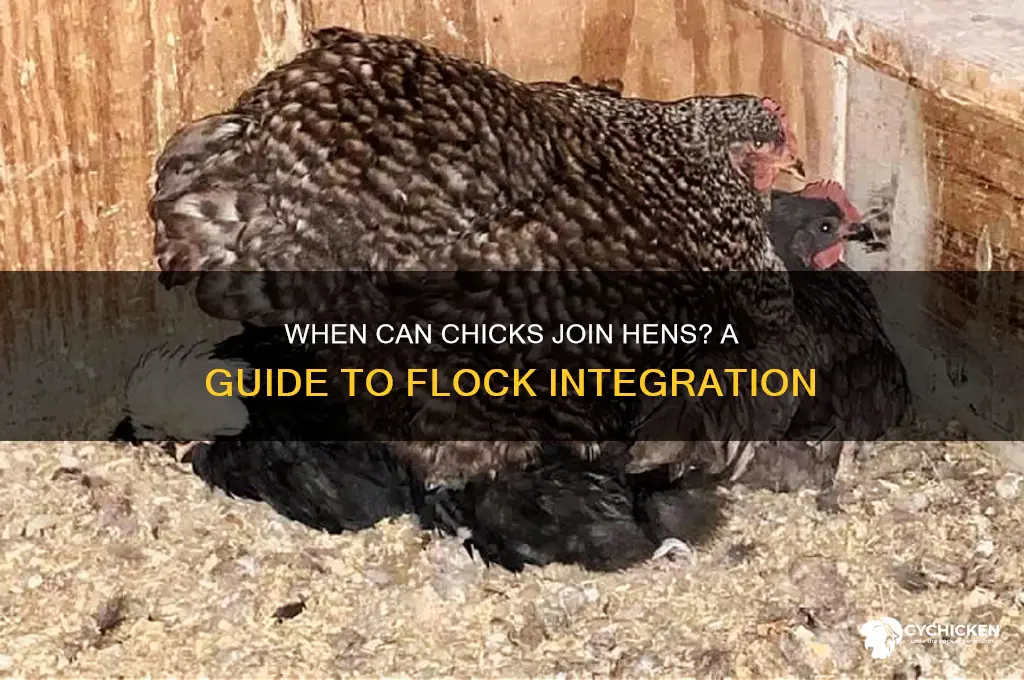 what age to integrate chicks with hens