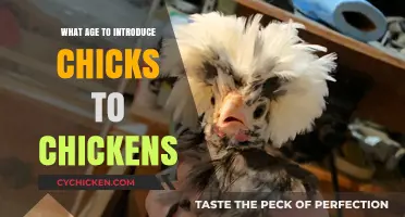 Introducing Chicks to Chickens: The Ideal Age for Integration