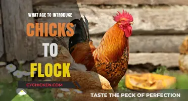 Introducing Chicks to the Flock: Timing for a Smooth Transition