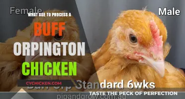 When to Process Buff Orpington Chickens: Age and Best Practices