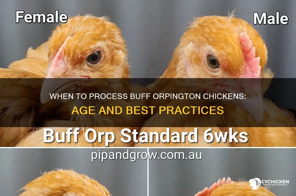 what age to process a buff orpington chicken