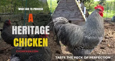 When to Process Heritage Chickens: A Guide to Optimal Age