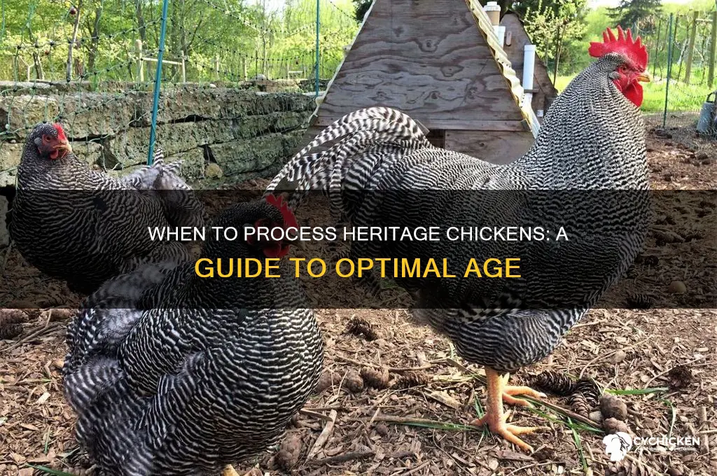 what age to process a heritage chicken