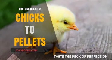 When to Transition Chicks to Pellets: A Complete Age Guide