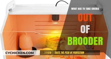 When to Transition Chicks from Brooder: A Complete Age Guide