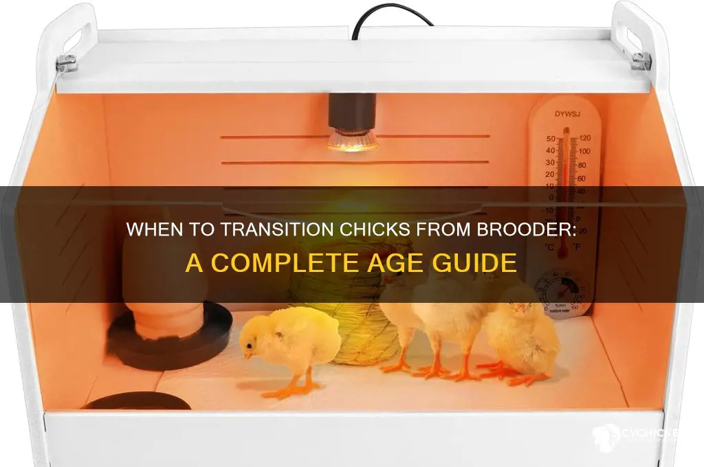 what age to take chicks out of brooder
