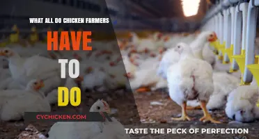 Daily Duties and Challenges of Chicken Farmers: A Comprehensive Overview