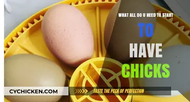 Essentials for Raising Chicks: A Beginner's Guide