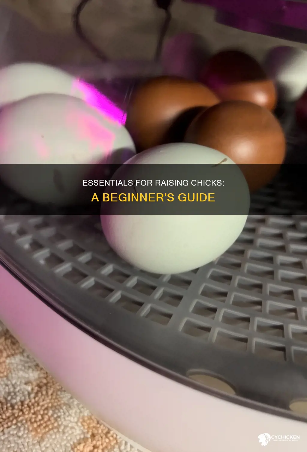 what all do u need to start to have chicks