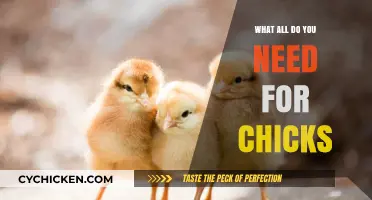 Essential Supplies for Raising Happy, Healthy Chicks at Home