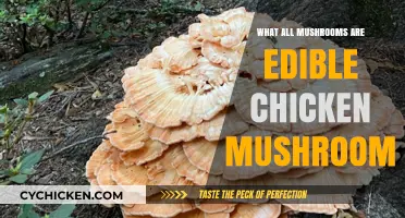 Edible Chicken Mushroom: Identifying Safe and Tasty Varieties to Enjoy