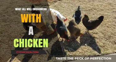 Exploring Unusual Crossbreeding: What Animals Can Mate with Chickens?