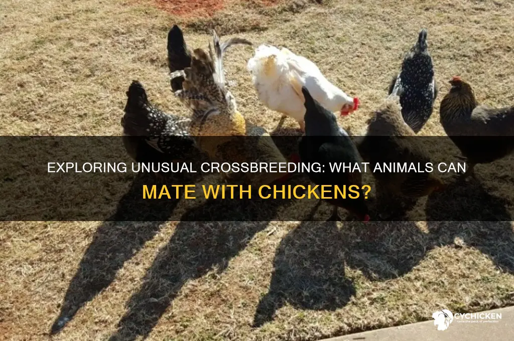 what all will crossbread with a chicken