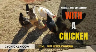 Exploring Unusual Crossbreeding: What Animals Can Mate with Chickens?