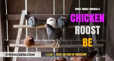 Optimal Chicken Roost Angle: Comfort and Safety for Your Flock