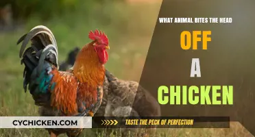 Predators That Decapitate Chickens: Uncovering the Shocking Truth