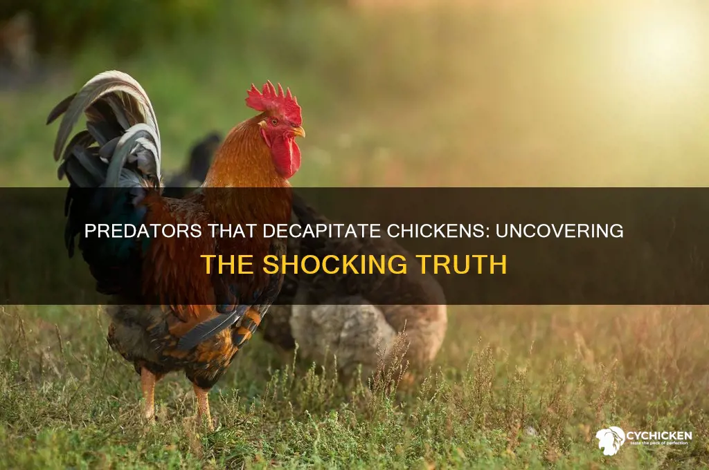 what animal bites the head off a chicken
