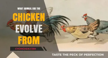 Unraveling the Chicken's Ancestry: The Surprising Evolutionary Origins Revealed