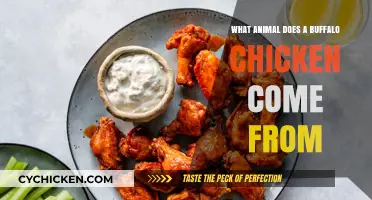 Buffalo Chicken Origins: Unraveling the Myth Behind the Flavorful Name