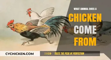 Unraveling the Origins: What Animal Does a Chicken Descend From?