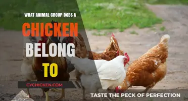 Chickens and Their Classification: Unveiling the Animal Group They Belong To