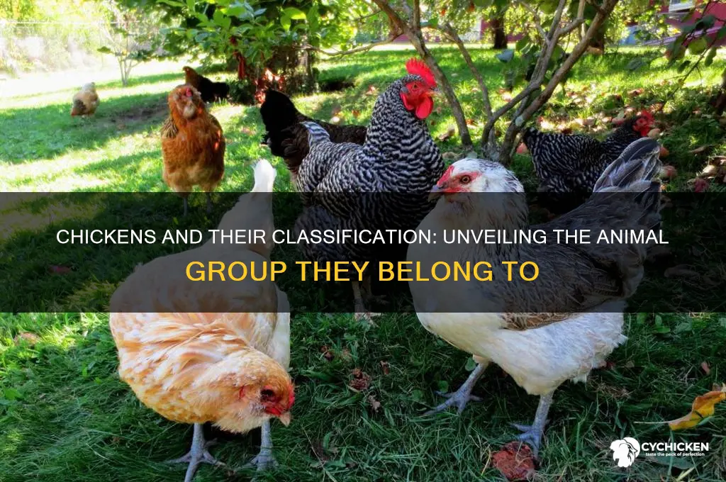 what animal group does a chicken belong to
