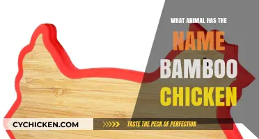 Unveiling the Mystery: The Animal Known as Bamboo Chicken Explained