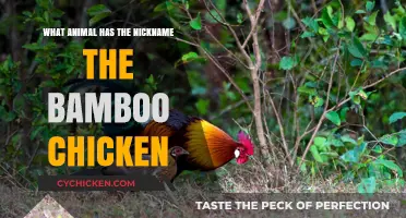Unveiling the Bamboo Chicken: Discovering the Unique Red Junglefowl