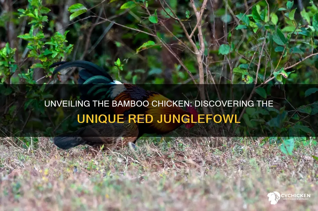 what animal has the nickname the bamboo chicken