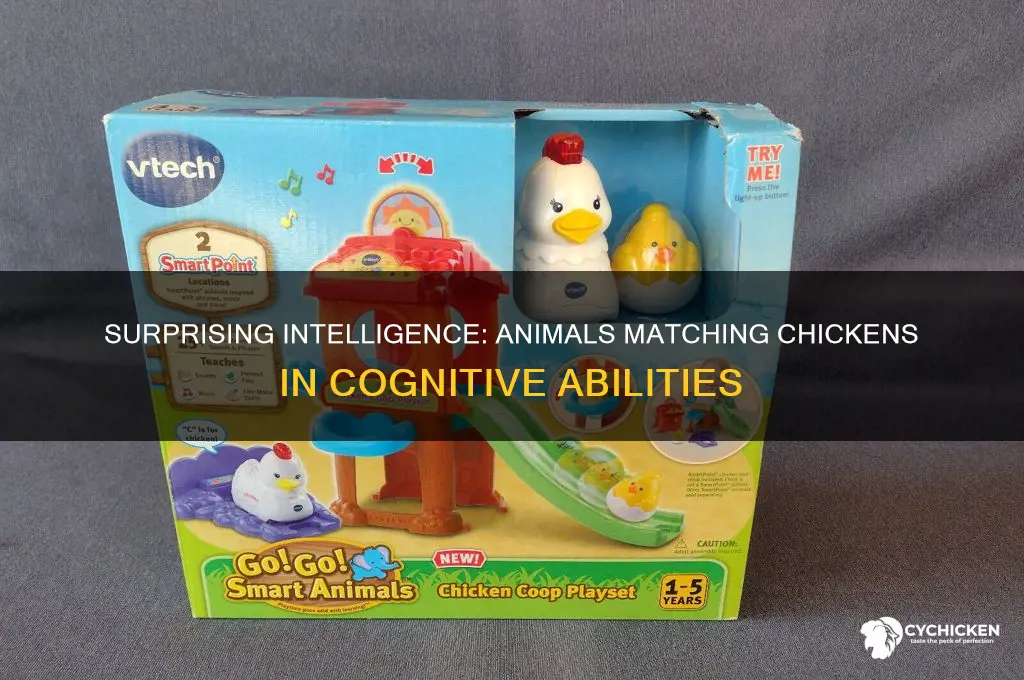what animal is as smart as a chicken