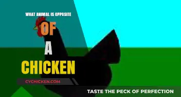 Exploring the Unexpected: What Animal is the Opposite of a Chicken?