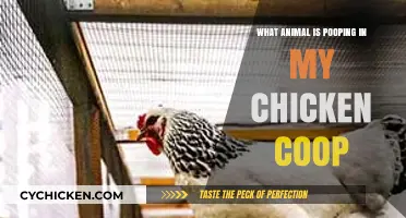 Uninvited Guests: Dealing with Animal Intruders in Your Chicken Coop