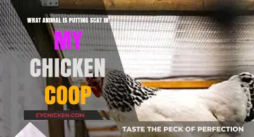 Uninvited Guests: Dealing with Animal Intruders in Your Chicken Coop